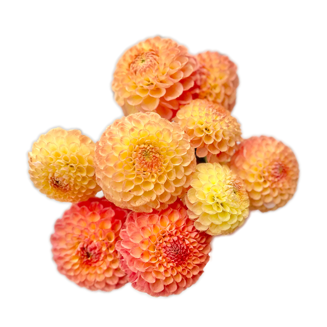 Citrus dahlias