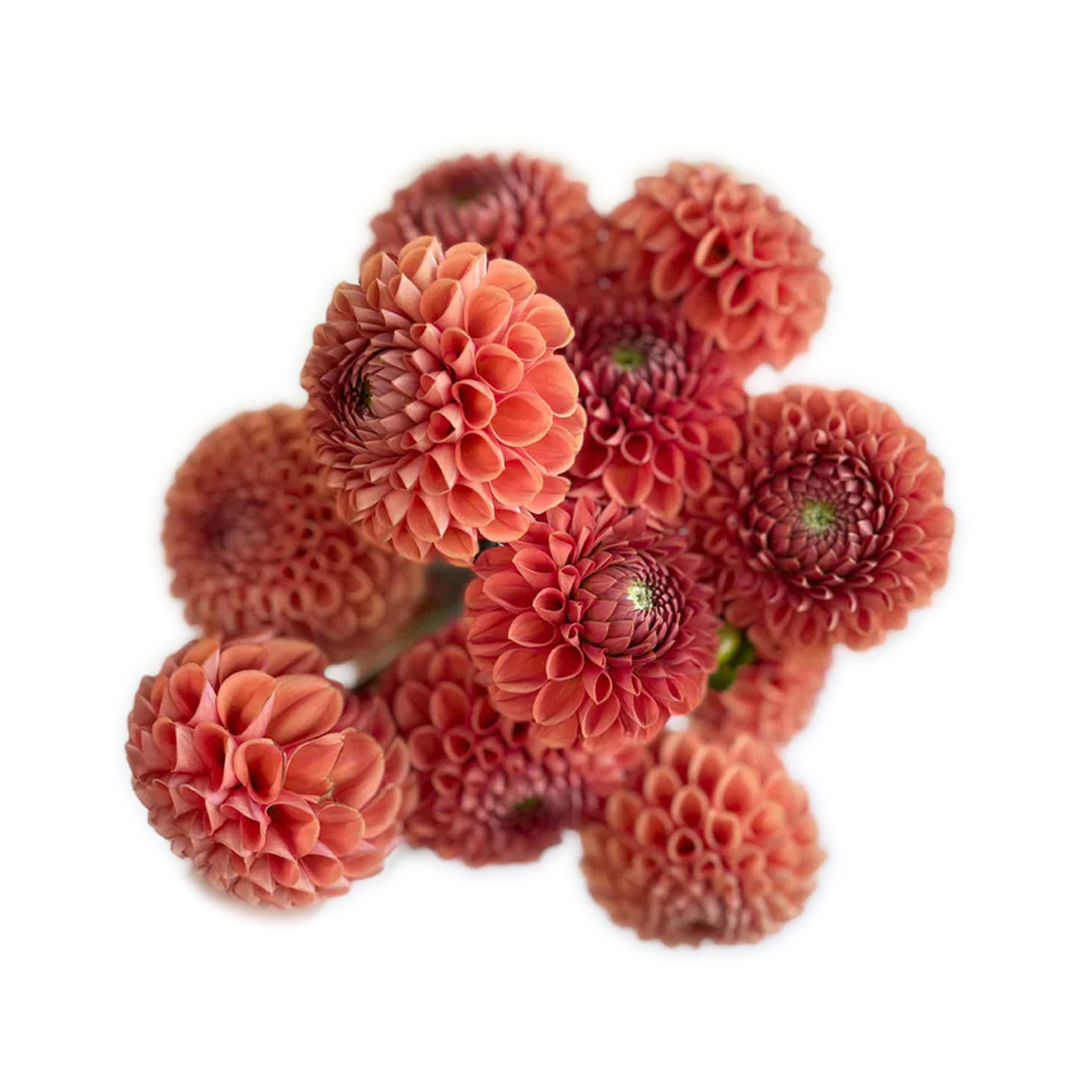 Bronze dahlias