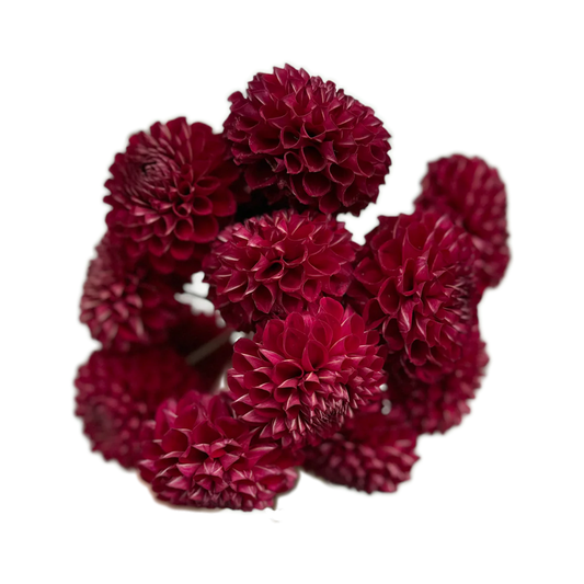 Red dahlias