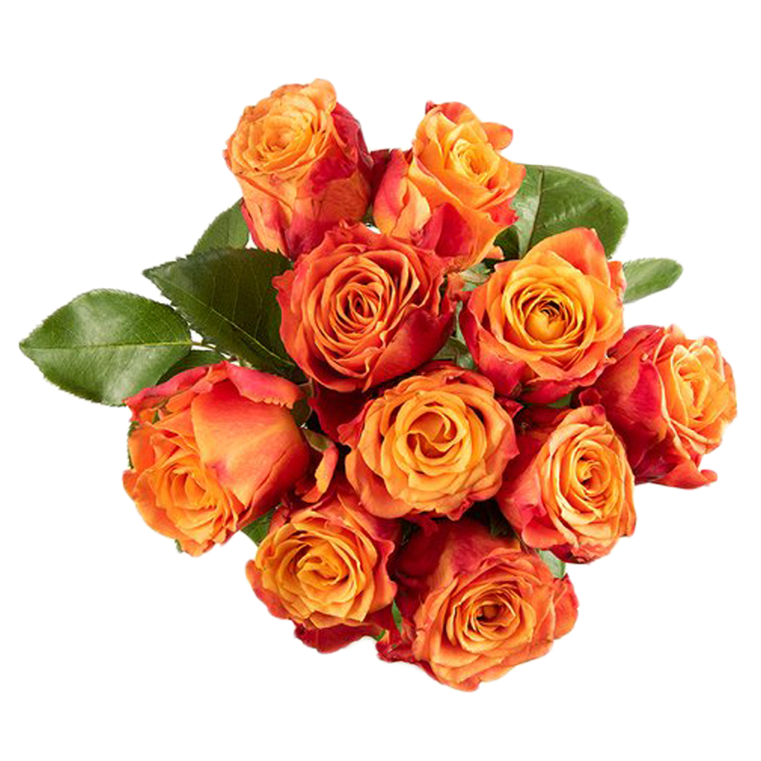 Citrus roses
