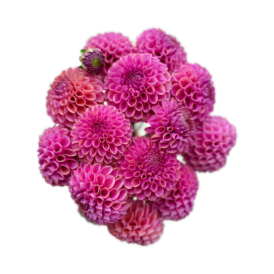 Pink dahlias