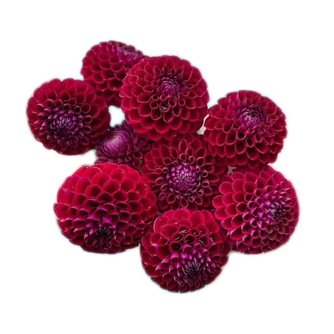 Burgundy dahlias