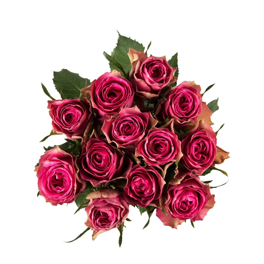 Bright Pink roses
