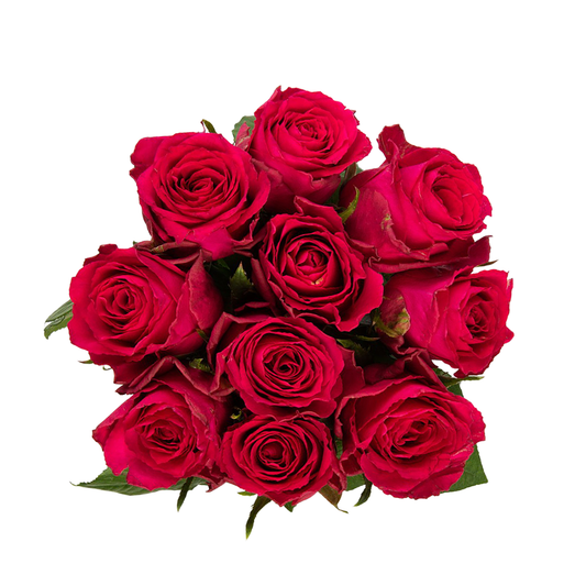 Cerise Pink roses