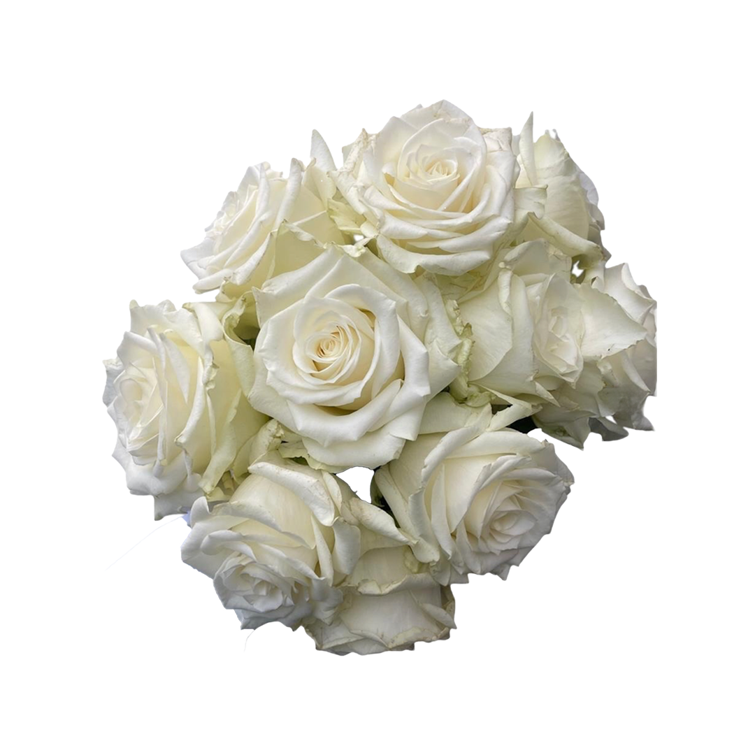 Nova Vita roses