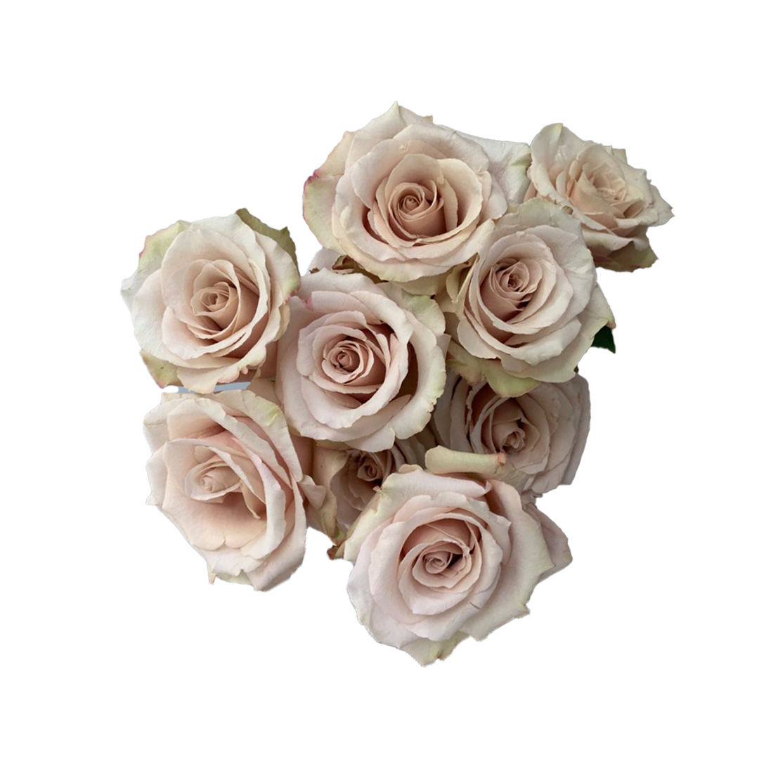Quick sand nude roses
