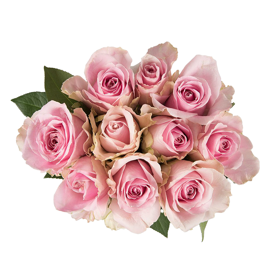 Pastel pink roses