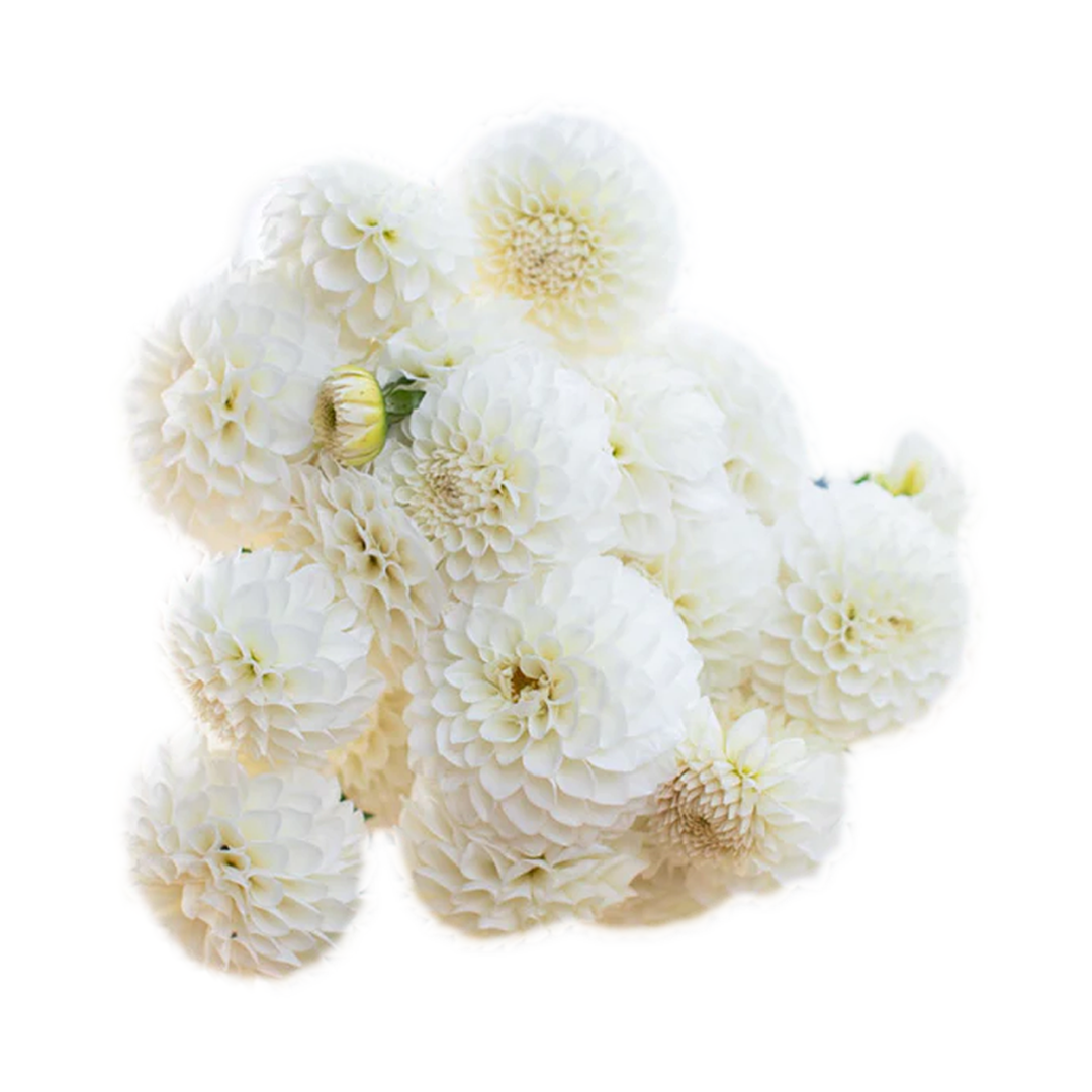White dahlias