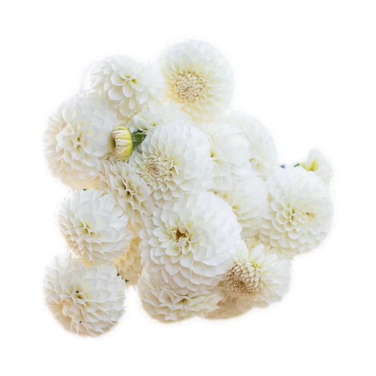 White dahlias