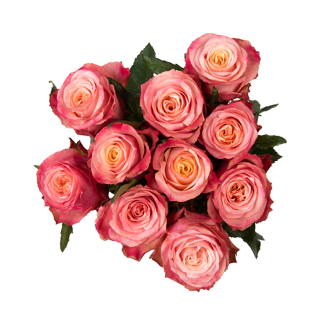 Vintage roses